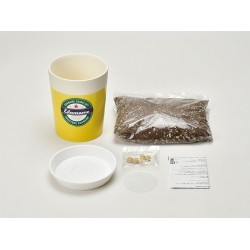 SEISHIN 自助種豆 Edamame盆栽 - 枝豆