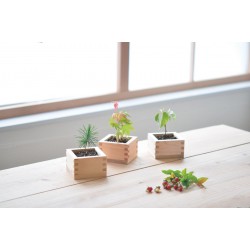 SEISHIN 小木盆系列 - 紅葉